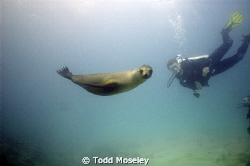 Check out dive in the Galapagos. Sea lions would swim rig... by Todd Moseley 